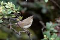 Phylloscopus bonelli