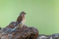 Carduelis cannabina