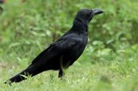 Corvus macrorhynchos