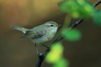 Phylloscopus trochiloides