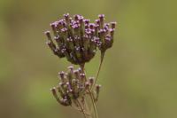 Tanzania-FLORA