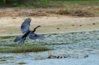 Anhinga melanogaster