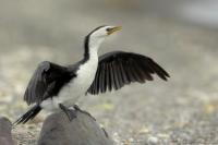 New Zealand -fauna