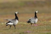 Branta leucopsis