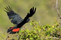 Calyptorhynchus banksii