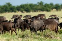 African buffalo