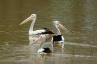 Pelecanus conspicillatus