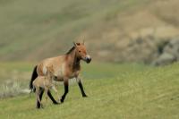 Mongolia fauna 