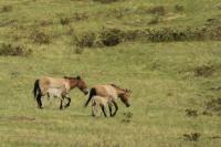 Przewalski's  Horse