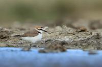 Charadrius alexandrinus