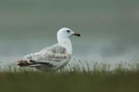 Larus vegae mongolicus