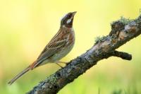 Emberiza leucocephalos