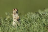 Long-tailed ground squirrel