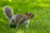 Eastern gray squirrel