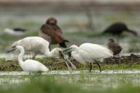 Platalea alba