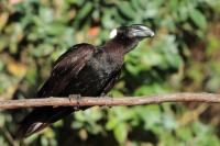 Corvus crassirostris