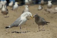 Larus argentatus