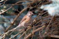 Carduelis cannabina