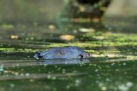 Eurasian beaver