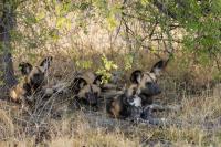 African wild dog