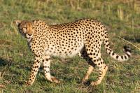 Cheetah