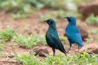 Lamprotornis chalybaeus