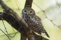 Glaucidium perlatum