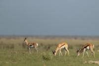 Springbok