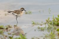 Charadrius pecuarius