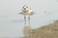 Charadrius pallidus