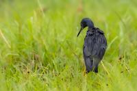 Egretta vinaceigula