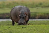 Common hippopotamus