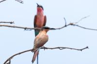 Merops nubicoides