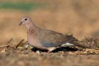 Egypt FAUNA