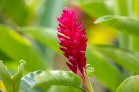 ECUADOR -FLOWERS