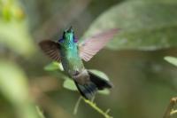 Colibri coruscans