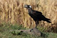 Corvus crassirostris