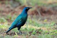 Lamprotornis chalybaeus