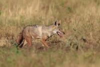 African golden wolf