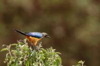 Lamprotornis regius