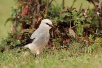 Zavattariornis stresemanni