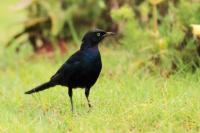 Lamprotornis purpuroptera