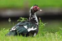 Cairina moschata