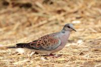 Streptopelia turtur