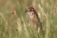 Coturnix coturnix