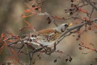 Turdus pilaris