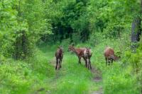 Red deer