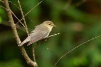 Phylloscopus trochilus