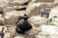 Phalacrocorax aristotelis