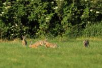 European hare